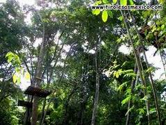 Plataformas Canopy