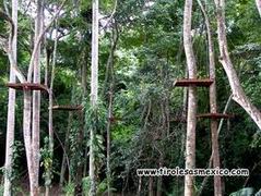 Canopy
